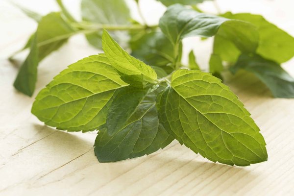 Comment organiser un tour gastronomique axé sur le chocolat en Suisse ?