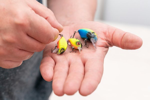 Le meilleur leurre pour le bar du bord : Guide complet pour réussir vos sorties de pêche